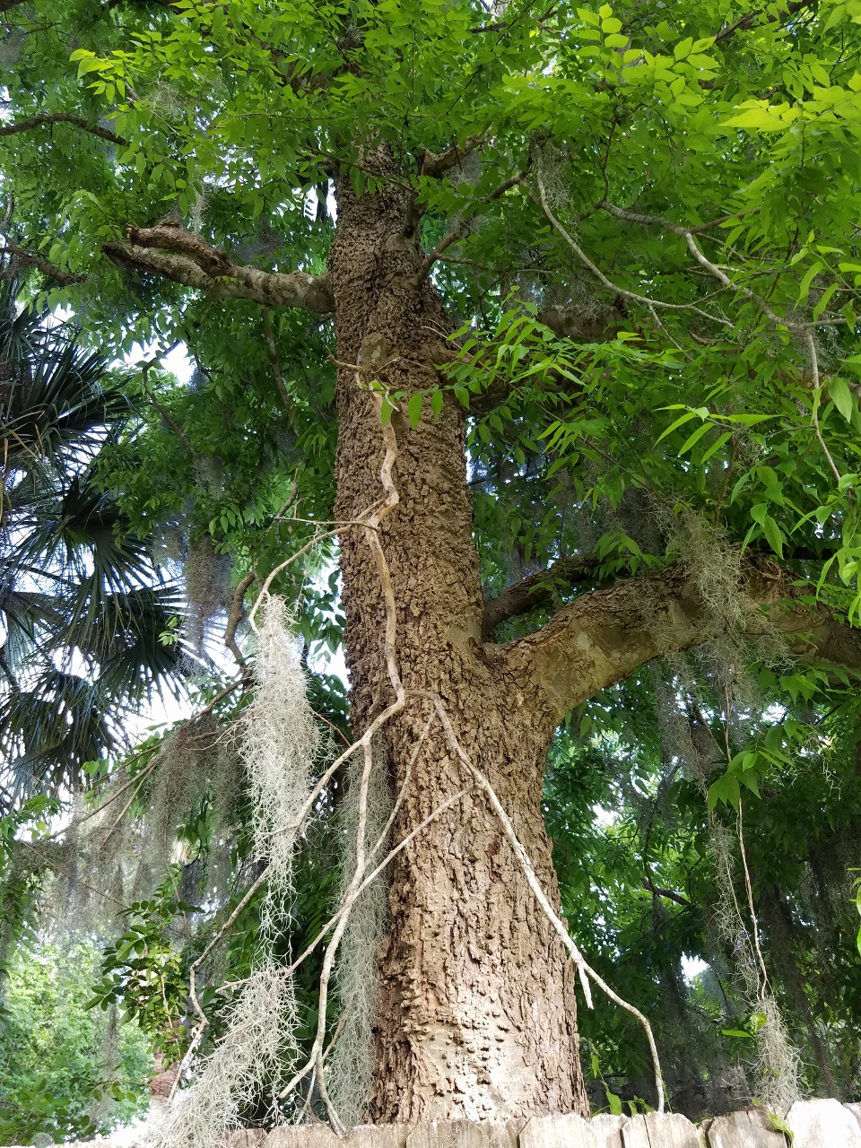 Native Trees and Shrubs