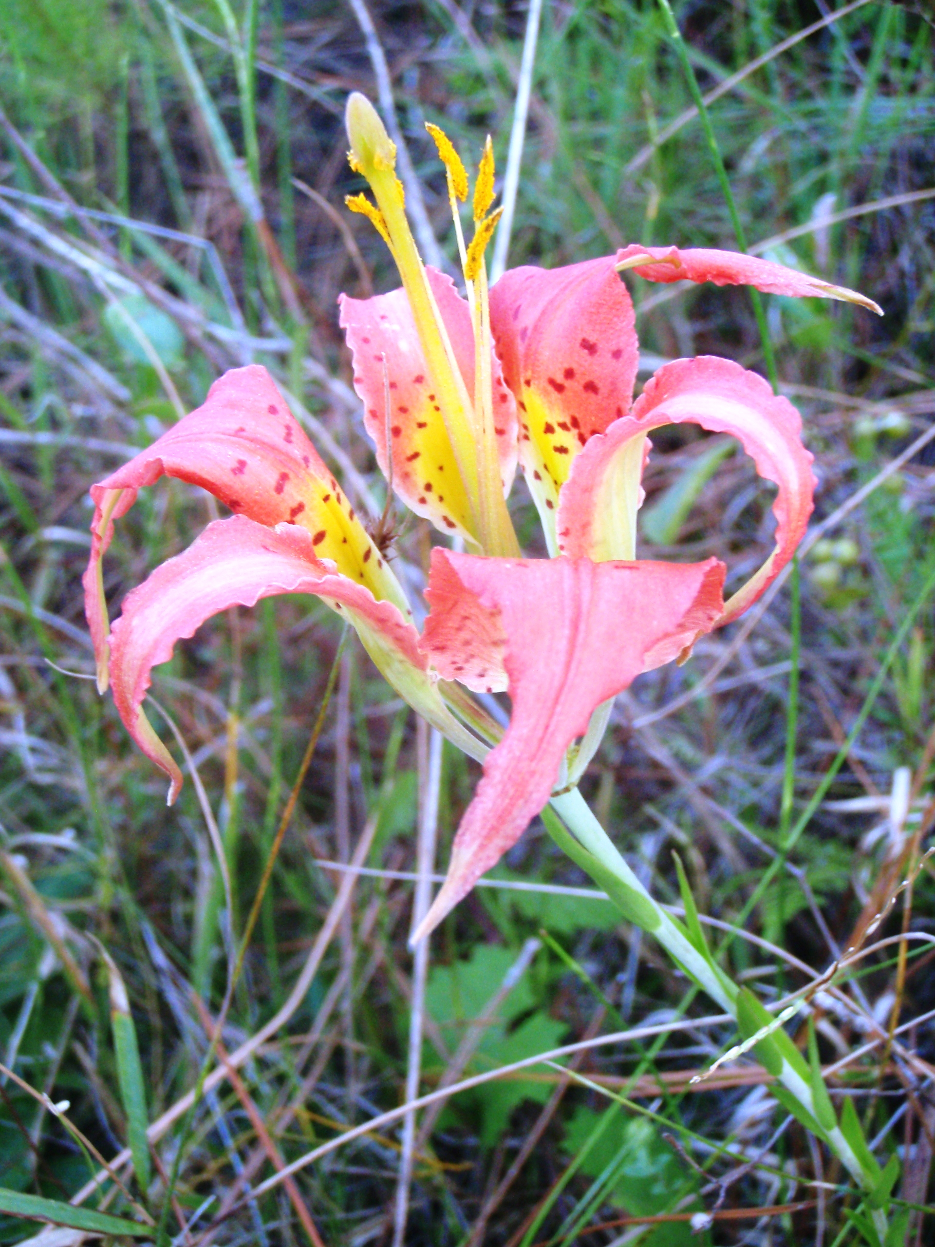 Native Wildflowers and Groundcovers Gallery