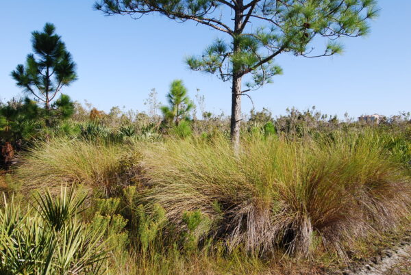 Sand Cordgrass