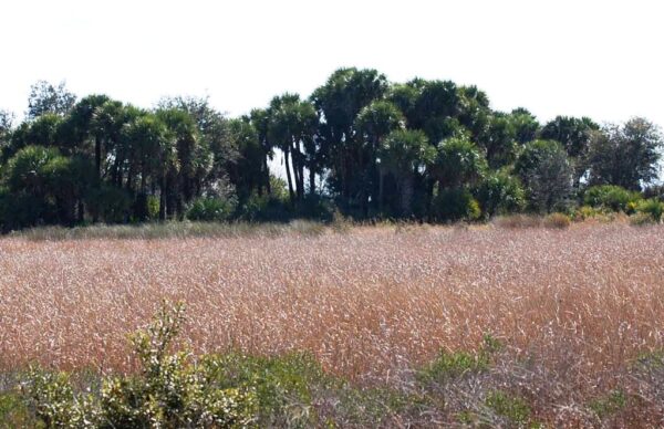 Kissimmee Prairie