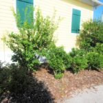 Delray Historical society Foundation Planting