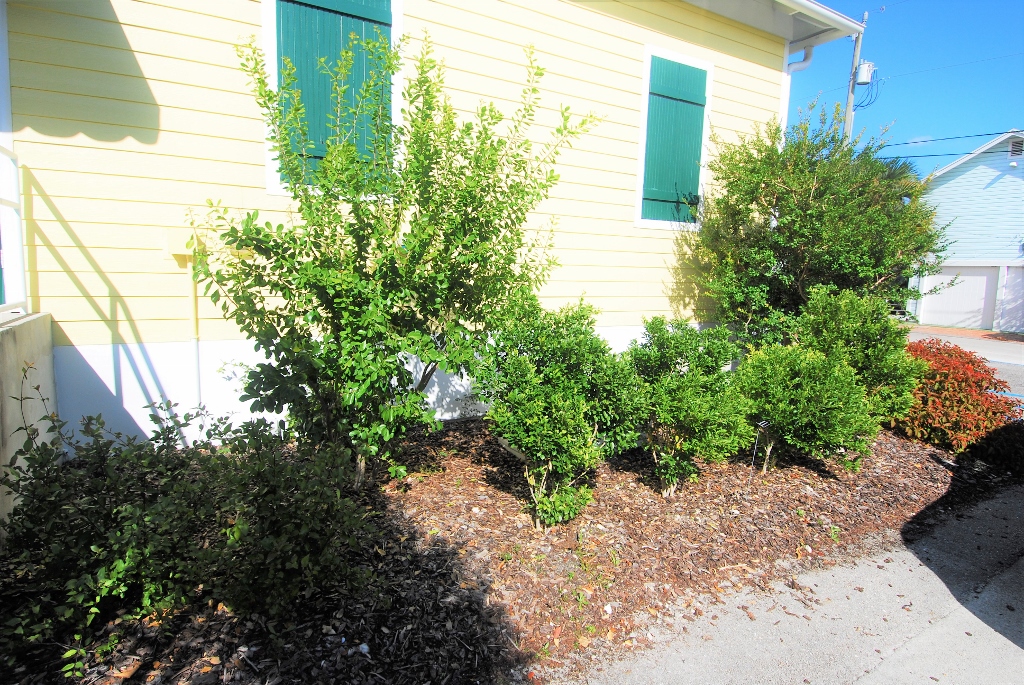 Delray Historical society Foundation Planting