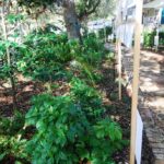 Delray Historical Society Hammock Planting