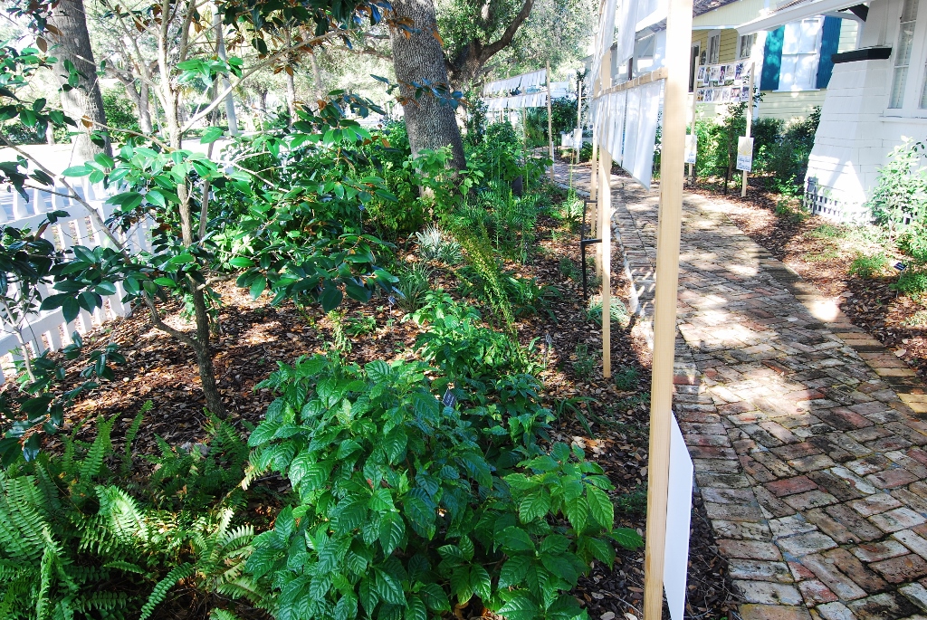 Delray Historical Society Hammock Planting