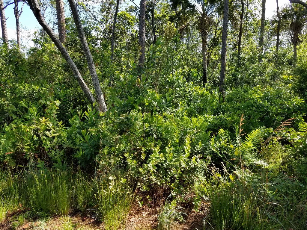 Loblolly Bay in Stuart