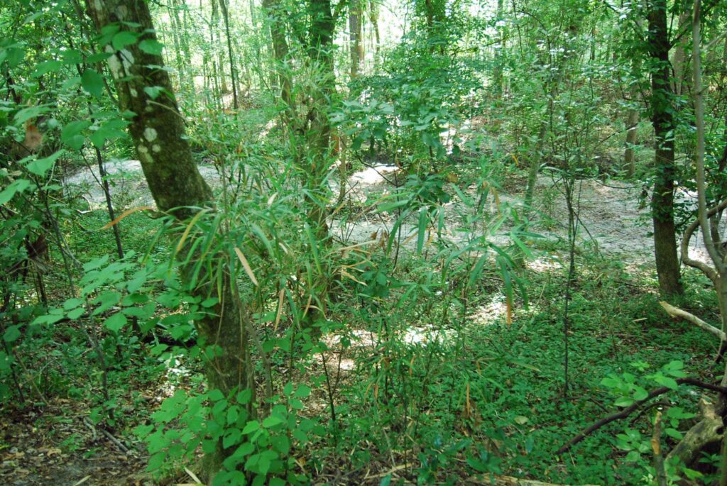 Native Bamboo in Gainesville